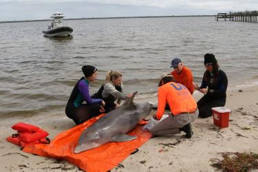 Photo of responders collecting biological samples from dead common bottlenose dolphin