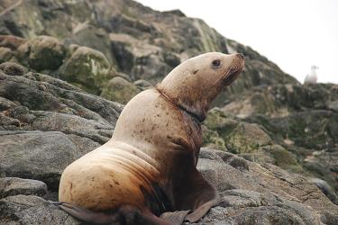 A Steller sea lion with a packing band around its neck.