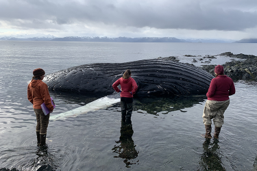 Researchers plan their necropsy of the dead humpback, later identified as Spot, as the tide comes in on Killisnoo Island.