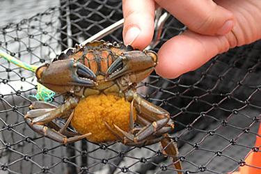 A female European green crab with its egg mass.
