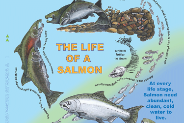 salmon life cycle cover image