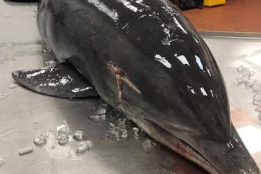 Impaled dolphin Fort Myers