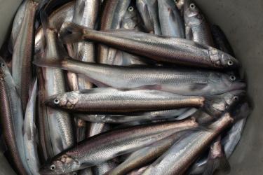 Bucket of freshly caught eulachon from the Cowlitz River, WA on Feb. 14, 2000.  Credit: NOAA Fisheries