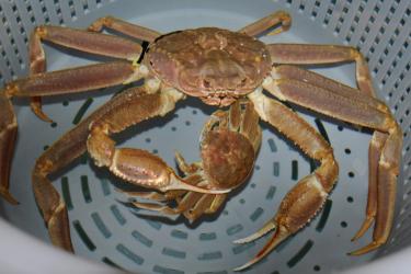 Photo of a male snow crab embracing a mature female prior to mating. 