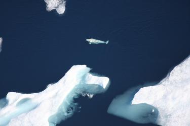 aerial shot of beluga whale swimming in icy waters in the Arctic
