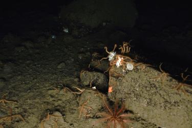 An underwater photograph shows a diverse muddy bottom habitat with brittlestars, stylasterid (lace) corals, and other invertebrates forming a deep-sea coral ecosystem in the North Pacific. Credit: NOAA Fisheries