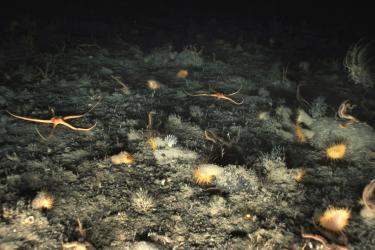 A sea floor of soft sediment covered in venus flytrap sea anenomes and other invertebrates such as brittle stars. Credit: NMFS/NOAA
