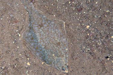  A flat, diamond-shaped fish lying on a sandy ocean bottom. Both eyes are on one side of the head, looking up at the camera. 