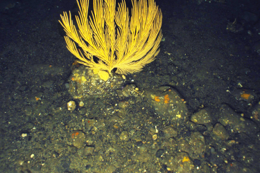 A soft fan shaped coral sits surrounded by the rocky structures that have built upon each other for years as part of this unique ecosystem. Credit: NMFS/NOAA. Color correction applied by NOAA Fisheries