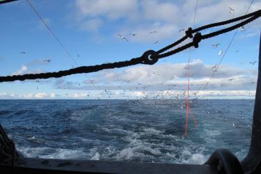 Sea birds hunt fish behind a longline vessel in the Bering Sea on a partially cloudy day. Credit: NOAA Fisheries