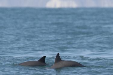 A pair of vaquita swimming south of the town of San Felipe, Baja California. Note the nick in the dorsal fin of the larger individual in the foreground. This was likely caused by past interactions with gillnets, from which the animal successfully escaped. Photo: Copyright Todd Pusser.  