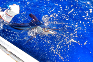 Fishermen catching white marlin off boat