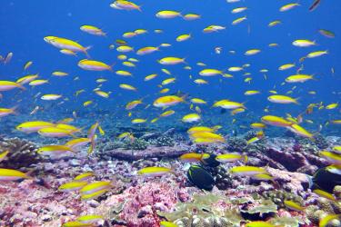 School of bicolor anthias in coral reef