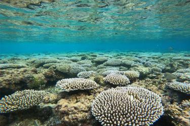 Corals in clear pristine waters.