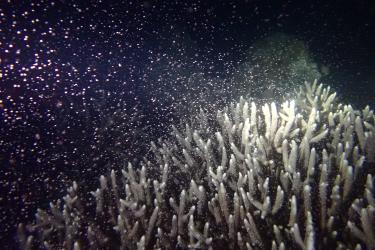 White corals releasing a shimmering cloud into the water as they spawn. Credit: Johnston Applied Marine Science.