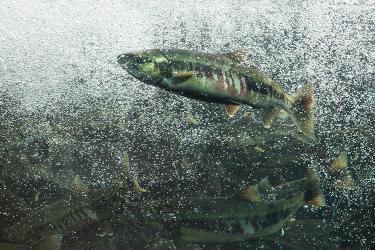 Underwater photograph of an adult chum salmon swimming upriver surrounded by bubbles