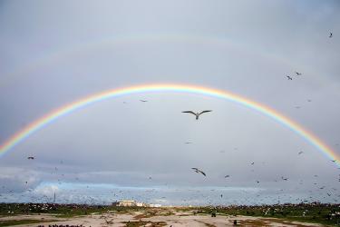 Rainbow in the background with plenty of flying albatross.