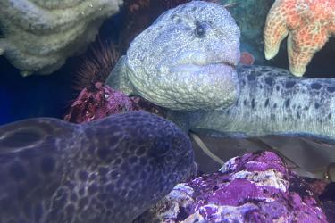 two wolf eels surrounded by sea urhins and sea stars