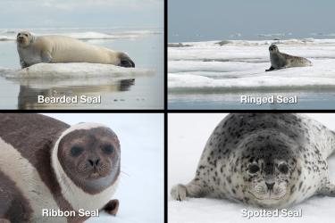 4 images in a grid showing photographs of a bearded seal, ringed seal, ribbon seal, and spotted seal.
