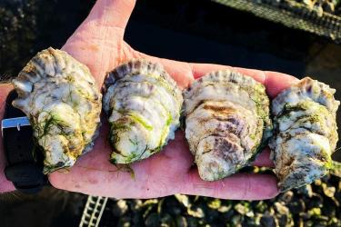 A hand holding four Swell Oysters in the shell. The four oysters are market-size and take up the person's entire hand.