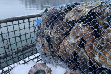 Two Alaska Shellfish Farms oysters, shucked and arranged on a bed of snow outdoors, next to a biodegradable plastic bag of oysters and an oyster cage.