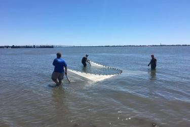 Two students pull a trawling net in Bogue Sound, as a third student looks on.