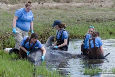 stranded bottlenose dolphin is examined by the marine rescue team from Mystic Aquarium