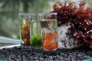 Decoratively arranged glass jars of water, containing various Monterey Bay Seaweeds.
