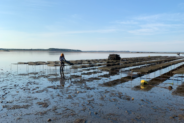 Man checks on oyster bed at Wellfleet Oyster Farm 