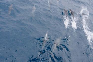 Group of 9 common dolphins swimming rapidly in blue water.