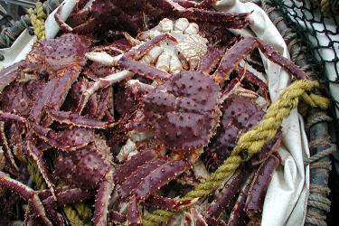 Alaska Red King Crab