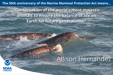 Image of a narwhal with quote from Allison Hernandez