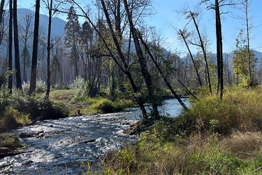 A river flows through a wooded area