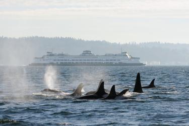Orca pod in Puget Sound with large ferry in the background