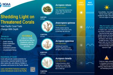 This infographic features four illustrations of ESA threatened corals in separate circles organized by depth with the coral in the shallowest habitat at the top and the deepest at the bottom over a dark silhouetted reef seascape in the background.