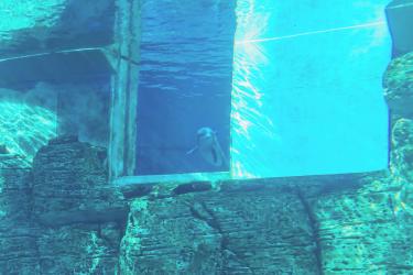 Izzy in her new home at Clearwater Marine Aquarium