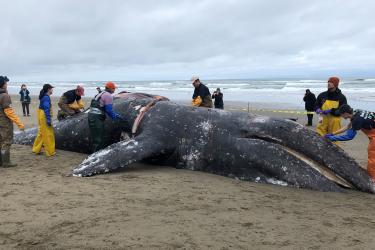 Stranding Network members perform an animal autopsy on a stranded gray whale that lies within a sectioned off area of the beach.