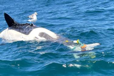 Entangled Orca carcass floating belly up