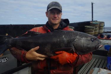A fishery observer wearing orange gear holds up a large black fish on a ship deck.
