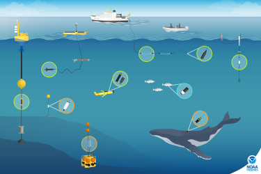 This illustration shows the variety of technologies that NOAA Fisheries researchers use to record underwater sounds and study marine animals. The seascape shows bottom- mounted and drifting acoustic recorders, underwater autonomous vehicles, Atlantic cod and humpback whale with tags, and instruments deployed from a NOAA ship and small boat. Colored circles show a zoomed-in view of the instruments and indicate the type of data collected: green for real-time data, orange for archival data, and blue for active