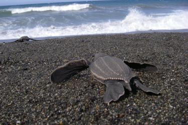 Leatherback turtle hatchling heading to the open ocean off Papua New Guinea. Photo: Scott Benson