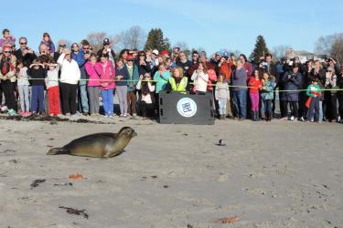 A harbor seal is released from a crate on a beach in New Hampshire. Several people watch from beyond the cordoned off area
