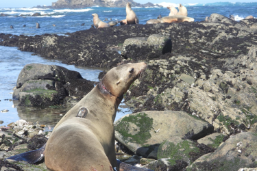 disentangled sea lion on beach with a satellite tag on back