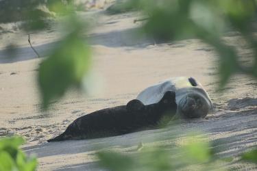 Black Hawaiian monk seal pup laying on its back on the left and mom on the right resting on the beach. res