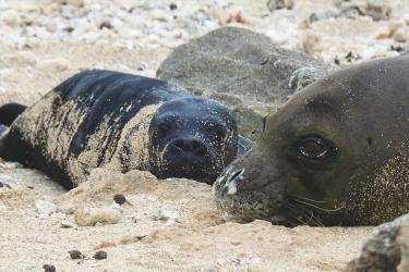 Black Hawaiian monk seal pup on left and mom on right covered in sand on the beach.