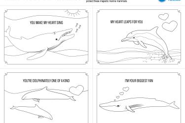 Four cards with line drawings of a humpback whale, spinner dolphin, false killer whales, and blue whale to cut out and color in.