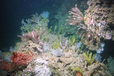 Pink, feathery crinoids populate deep, dark seafloor areas in the Gulf of Mexico, surrounded by other species of soft corals in white, red and orange colors. 