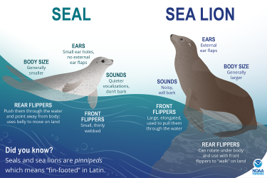 Infographic showing illustrated seal and sea lion and describing the differences between the two animals, such as ears, body size, flippers, etc.