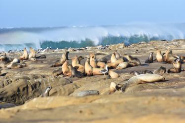 Several brown and tan California sea lions rest on top of rocky ground with seabirds while tidal wave crashes in the background.