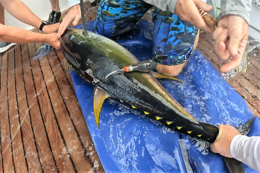 Two scientists gripping a tuna on a boat deck to tag the species.